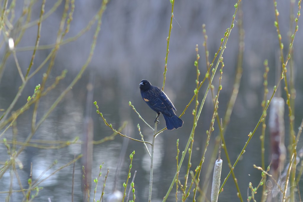 A blackbird on a thin branch