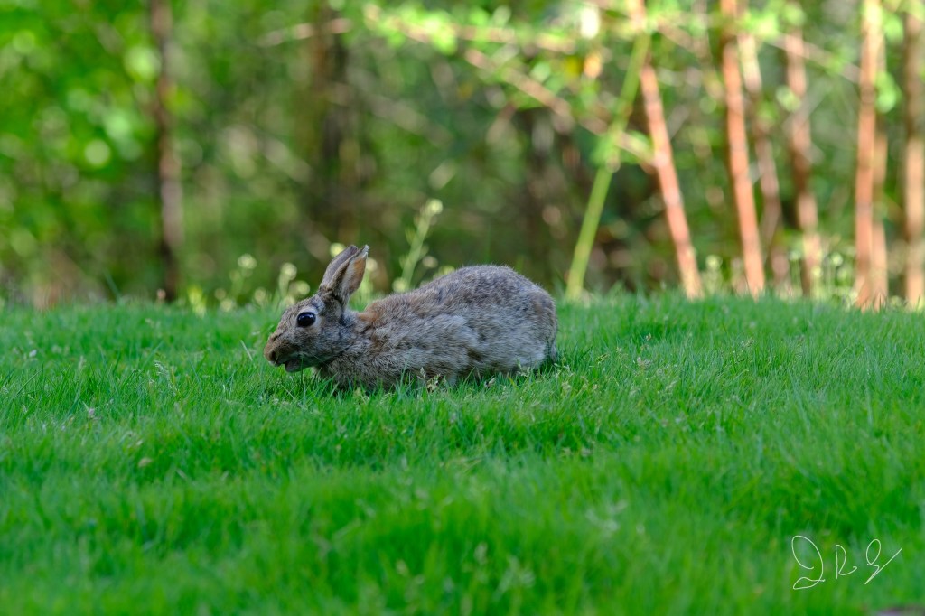 A rabbit on a greenbelt between apartments and a golf course