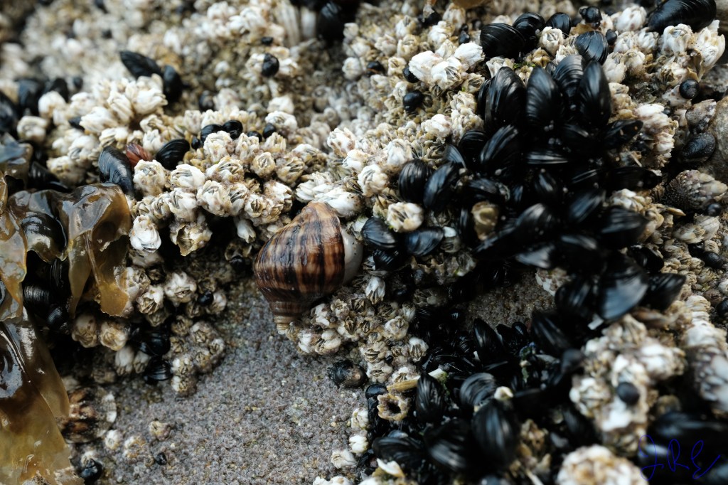 A snail among barnacles and mussels